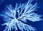 Cyanotype Printmaking Workshop
