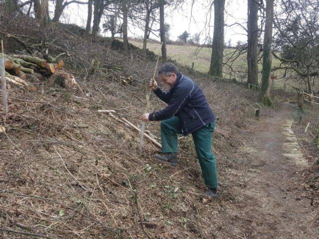 Planting trees in the woodland