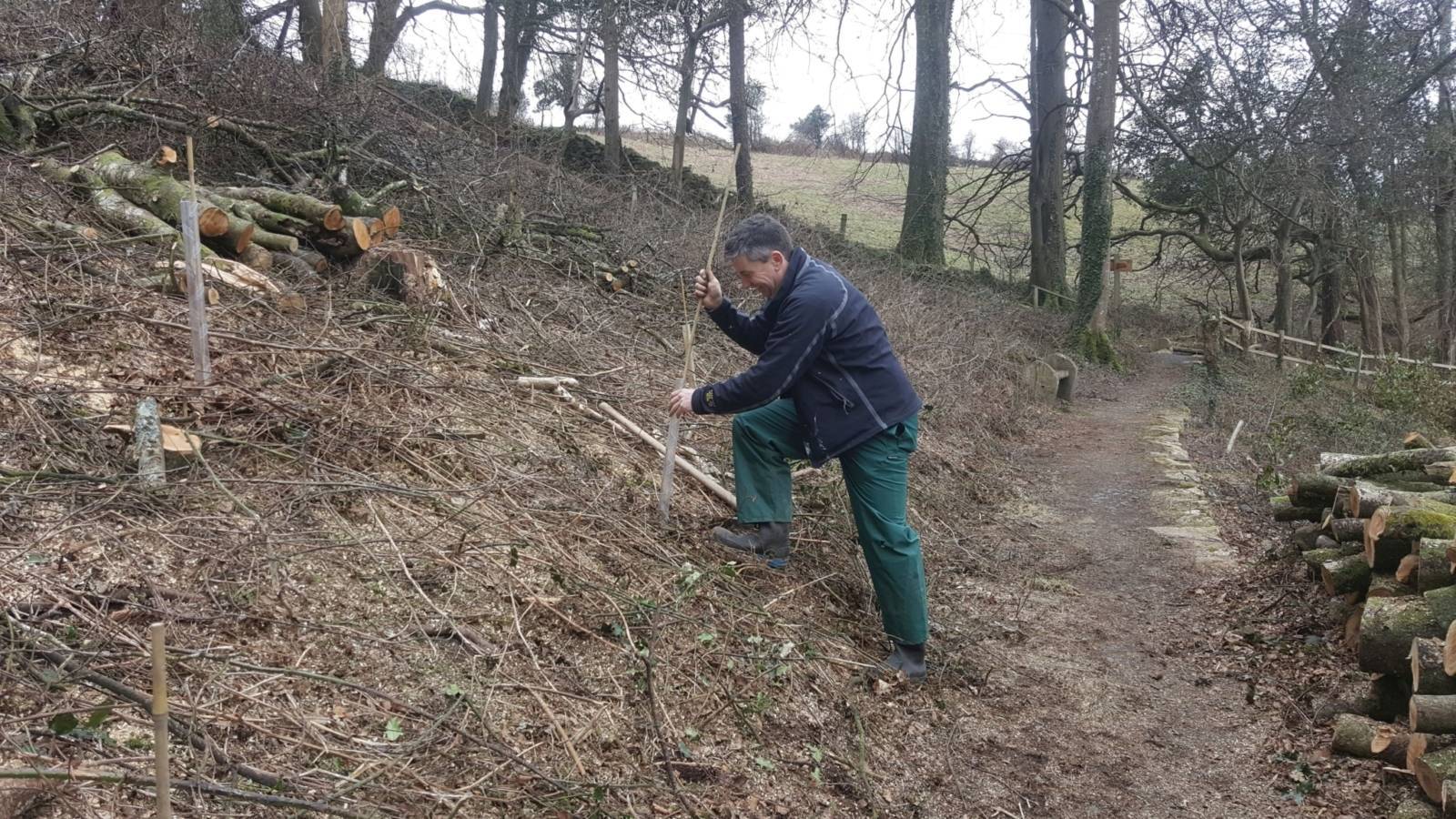 Planting trees in the woodland